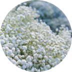 ウォータリーフルールの香り